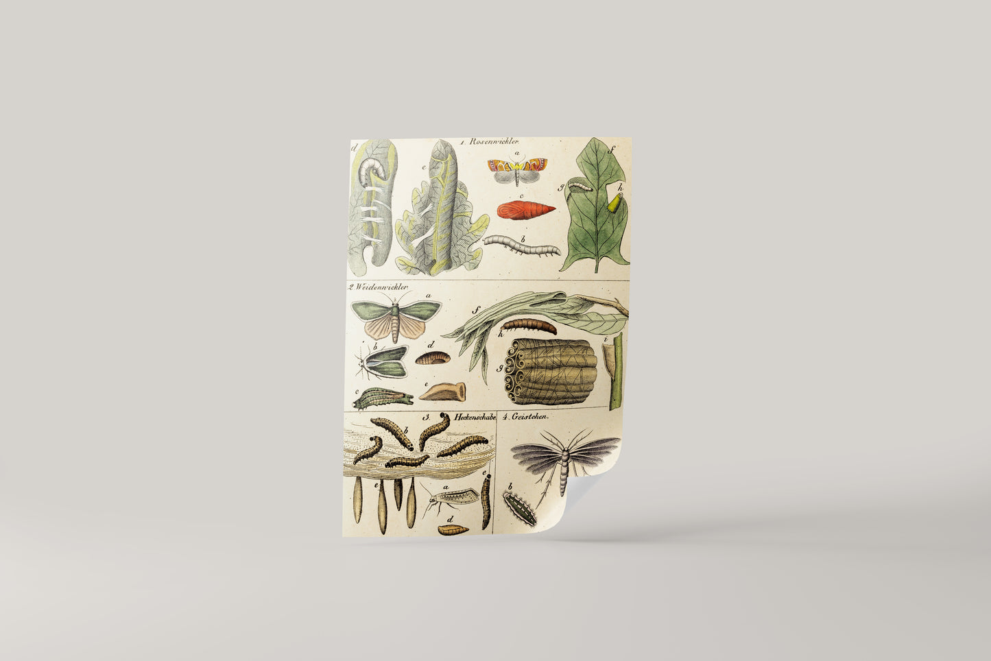 Print Animal Moths Development Vintage Illustration 29x36cm