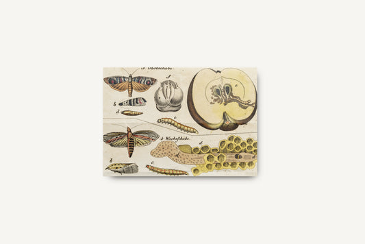 Print Animal Moths Developmental Stages Vintage Illustration 28x21cm