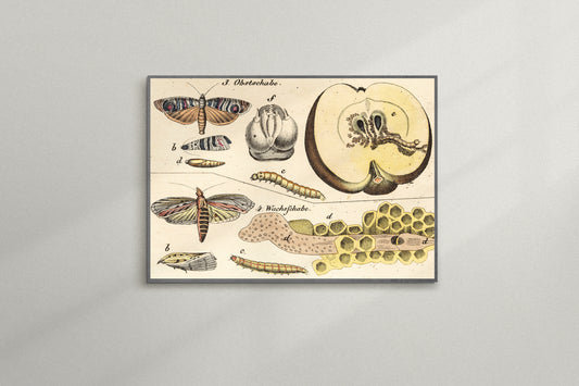 Print Animal Moths Developmental Stages Vintage Illustration 28x21cm