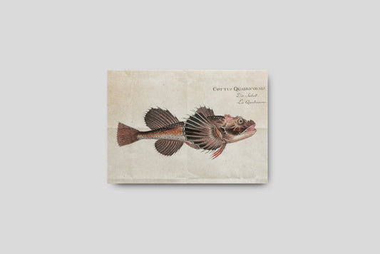 Print Animal Red Fish Vintage Illustration 15x10cm