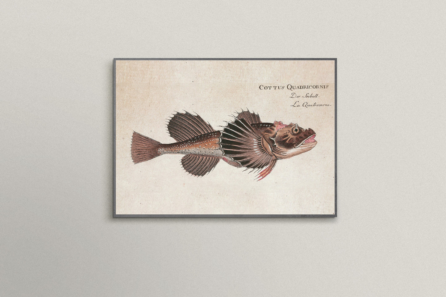 Print Animal Red Fish Vintage Illustration 15x10cm