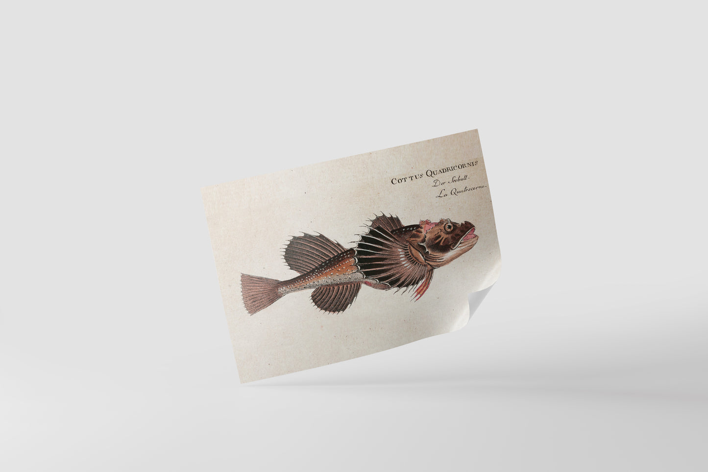 Print Animal Red Fish Vintage Illustration 15x10cm
