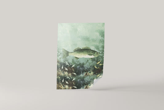 Print Animal Sea Bass Fish Vintage Paint 13x18cm