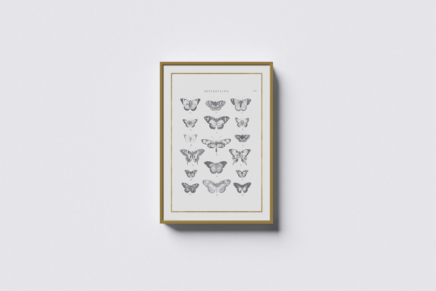Print Animal Types Of Butterflies Illustration 50x70cm