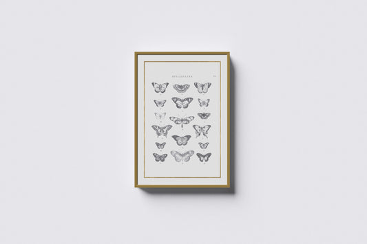 Print Animal Types Of Butterflies Illustration 50x70cm