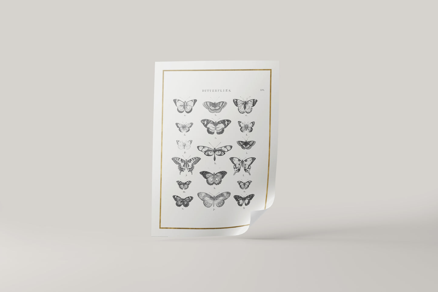 Print Animal Types Of Butterflies Illustration 50x70cm