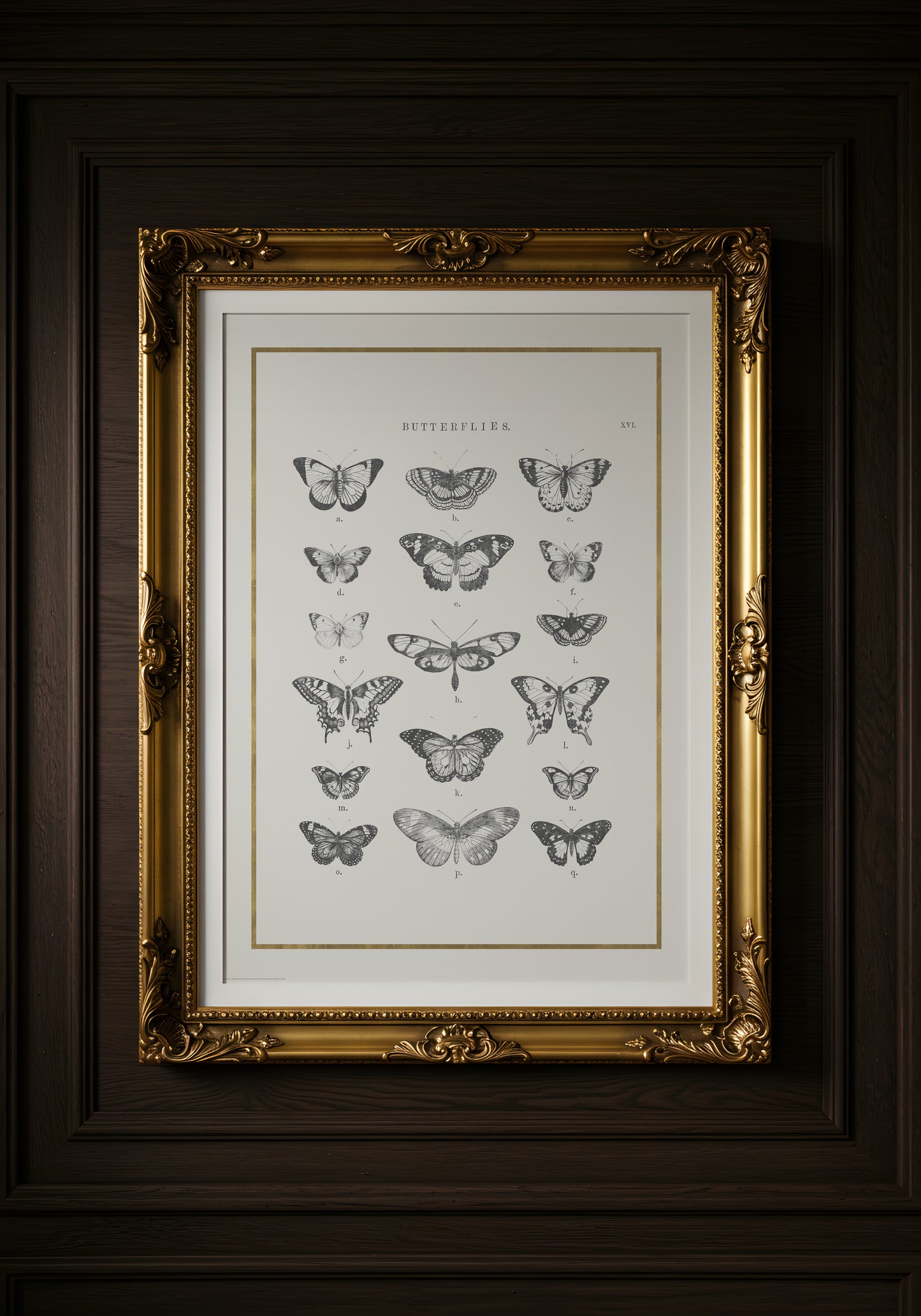 Print Animal Types Of Butterflies Illustration 50x70cm