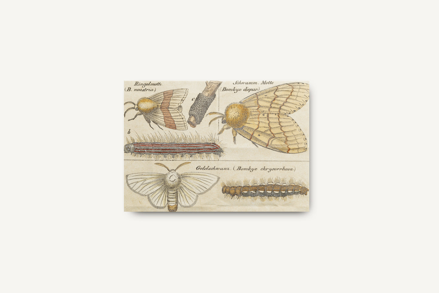 Print Animal Types Of Moths Vintage Illustration 37x25cm