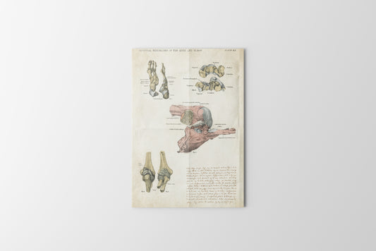 Print Bones Yellow Vintage Illustration 22x32cm