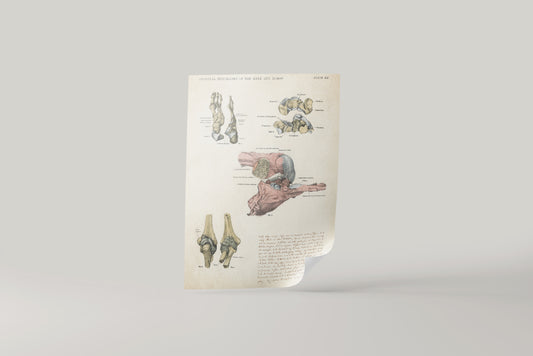 Print Bones Yellow Vintage Illustration 22x32cm