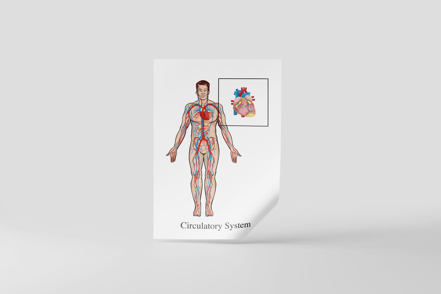 Print School Circulatory System 60x90cm