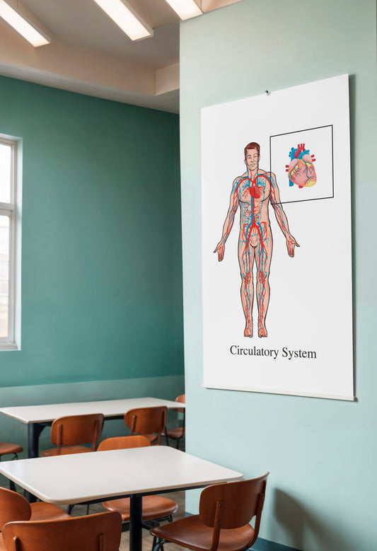 Print School Circulatory System 60x90cm