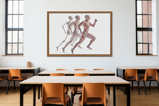 Print School Anatomy Body In Motion 46x40cm