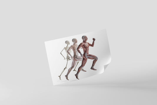 Print School Anatomy Body In Motion 46x40cm