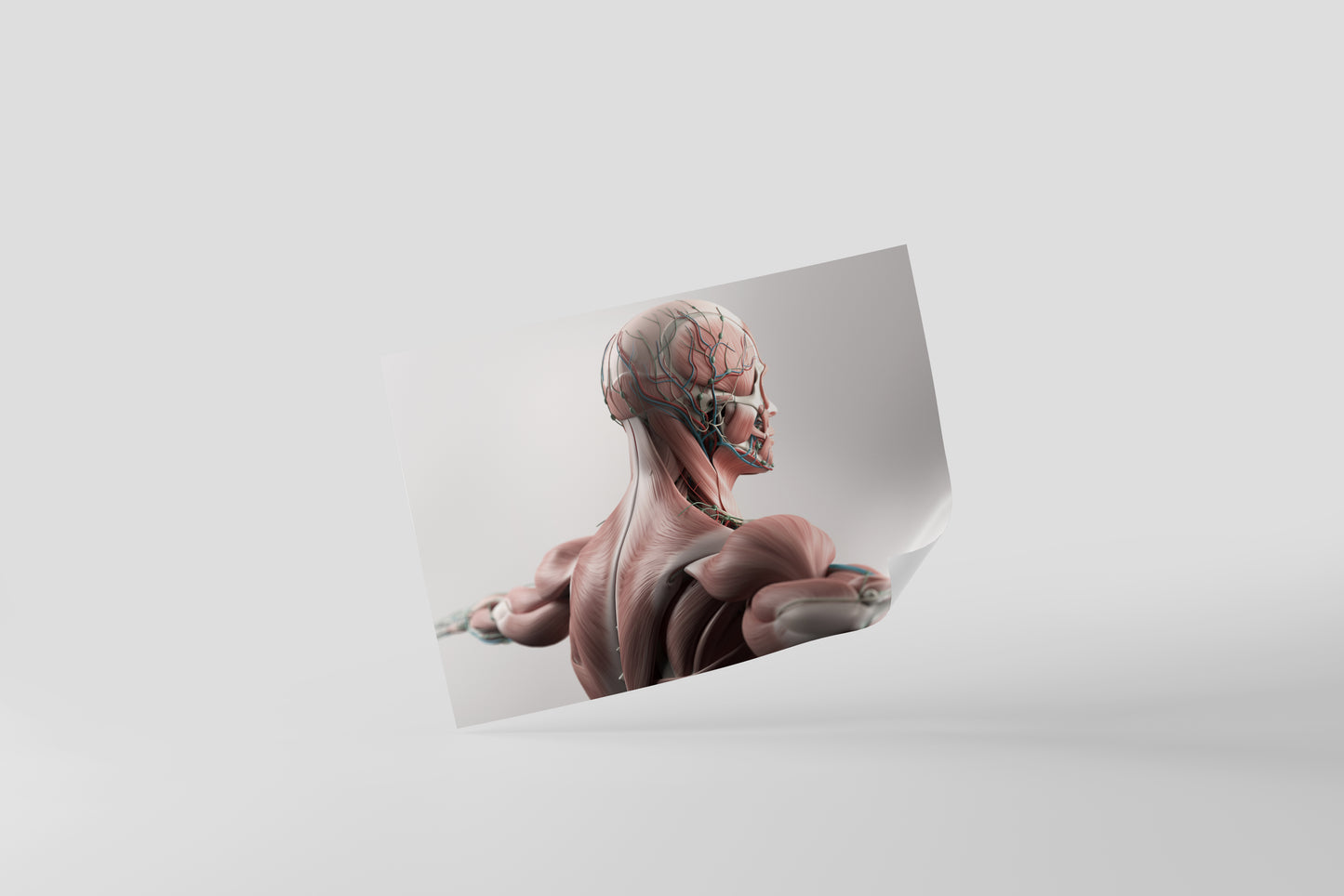 Print School Muscle Anatomy 40x30cm