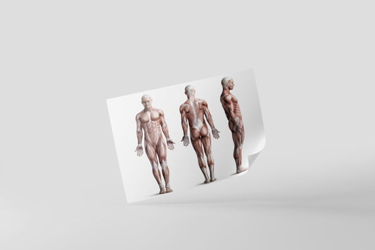 Print School Muscular System 45x37cm