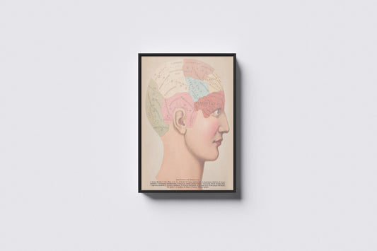Print Human Body Phrenology Human Brain Vintage Illustration 21.5x27.9cm