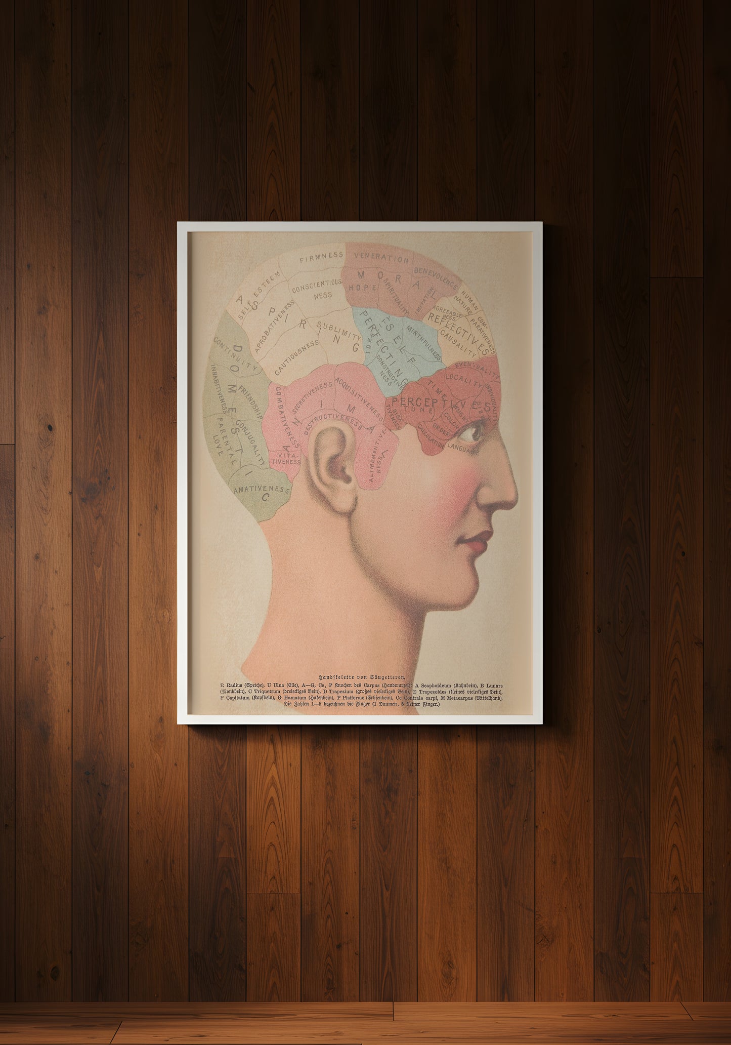 Print Human Body Phrenology Human Brain Vintage Illustration 21.5x27.9cm