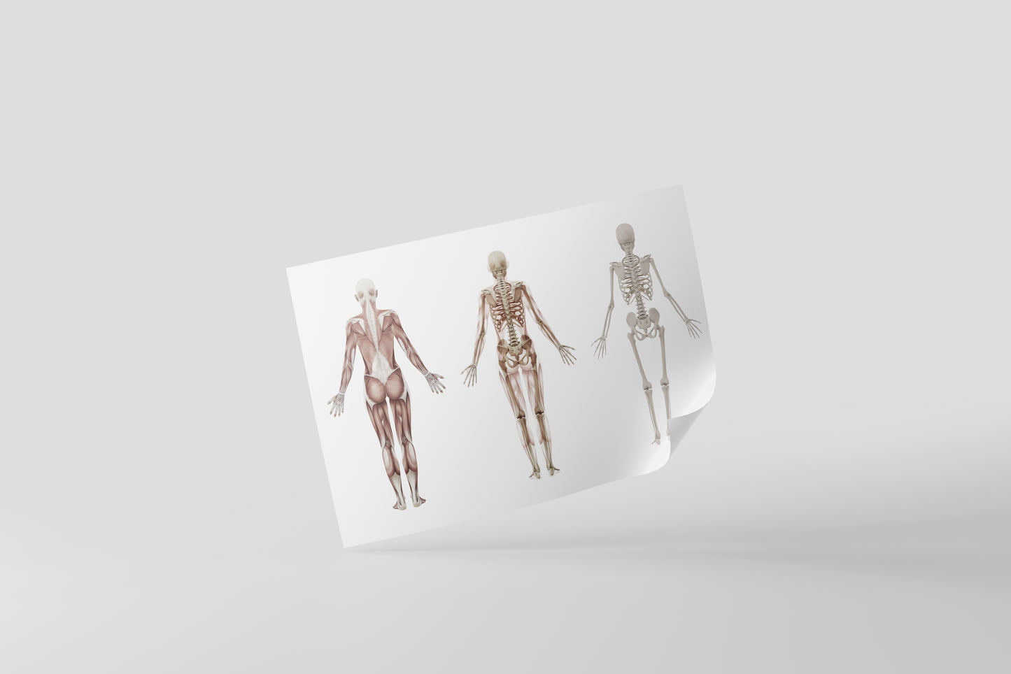 Print School Skeleton Anatomy 58x35cm