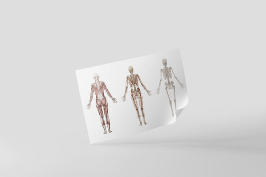 Print School Skeleton Anatomy 58x35cm