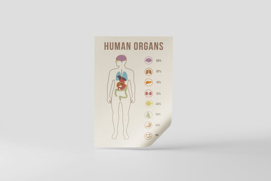 Print School Human Organs 60x90cm