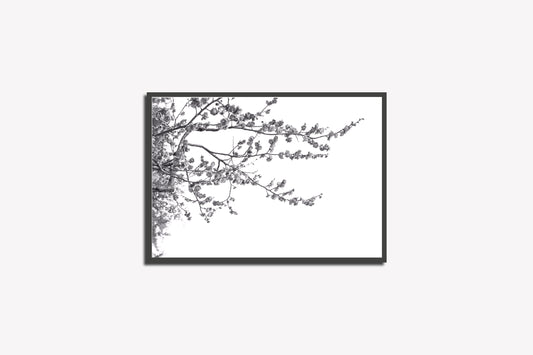 Print Nature Cherry Tree Black & White Photography 60x40cm