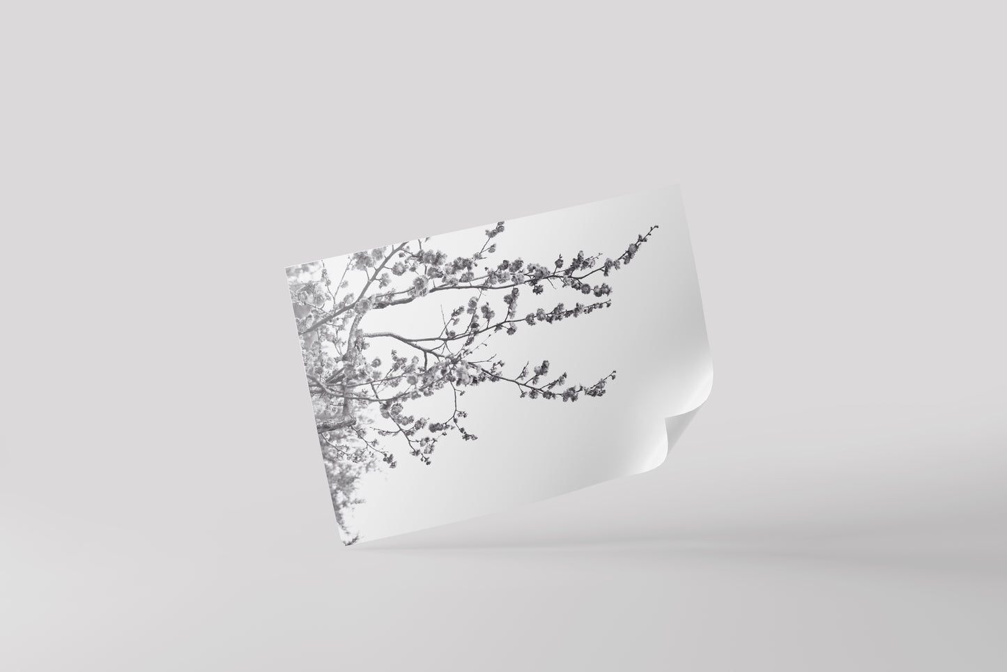Print Nature Cherry Tree Black & White Photography 60x40cm