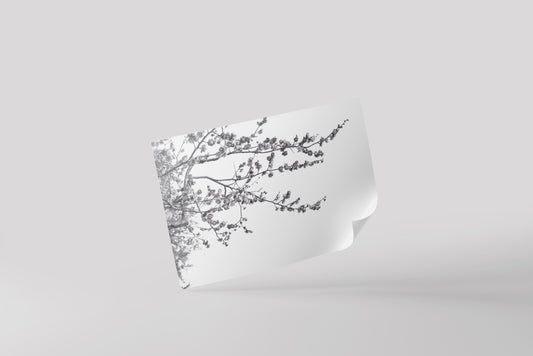Print Nature Cherry Tree Black & White Photography 60x40cm