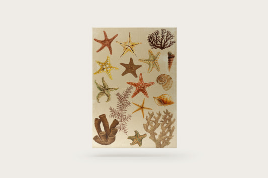 Print Nature Starfish Illustration 60x90cm