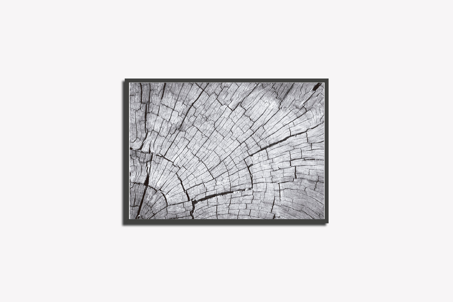 Print Nature Tree Trunk Photography 35.5x21.5cm