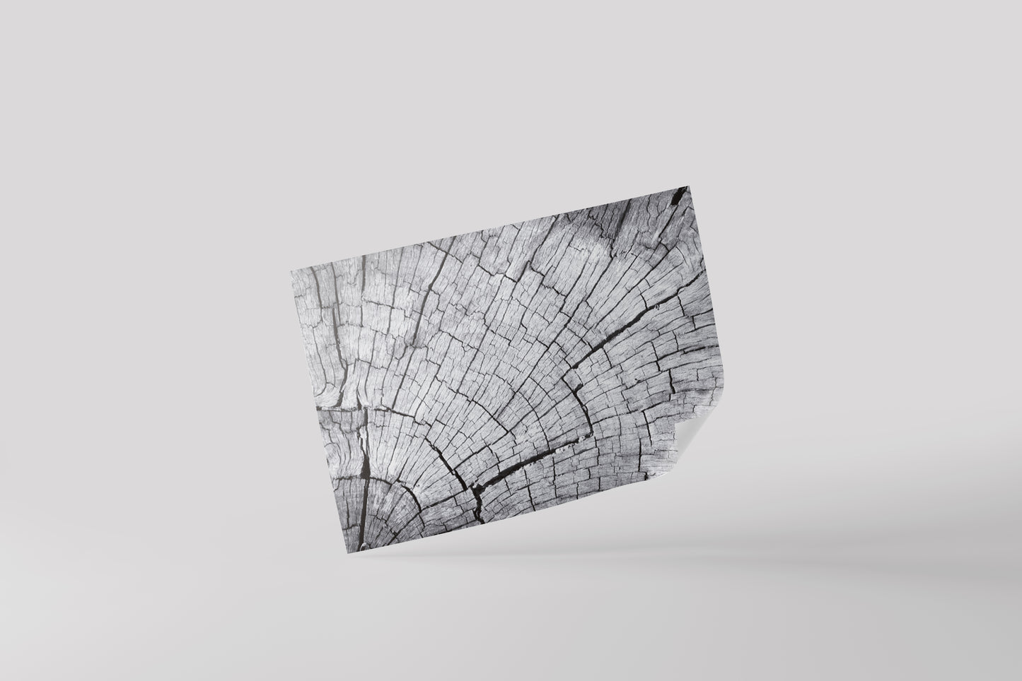 Print Nature Tree Trunk Photography 35.5x21.5cm