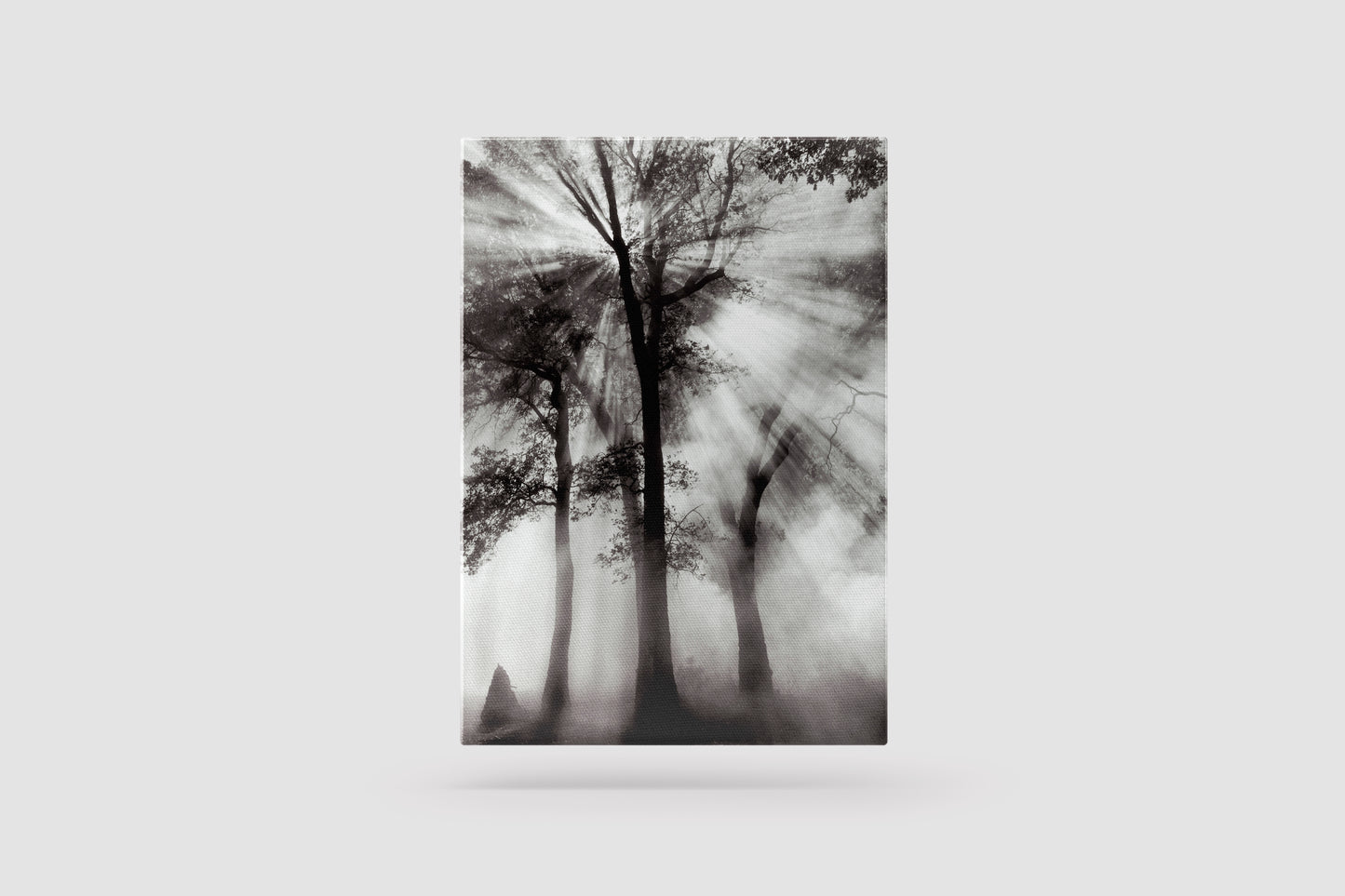 Print Nature Trees Sunlight Black & White Photography 52x65cm