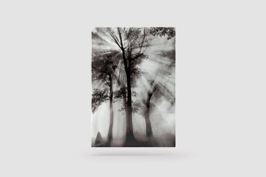 Print Nature Trees Sunlight Black & White Photography 52x65cm