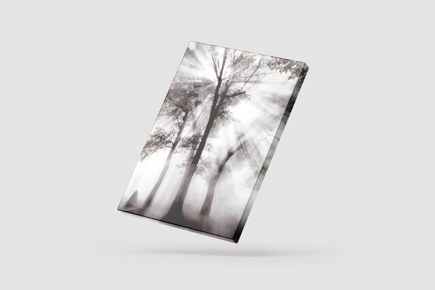 Print Nature Trees Sunlight Black & White Photography 52x65cm