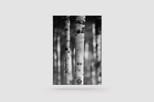 Print Nature Trunks Black & White Photography 53.8x67.3cm