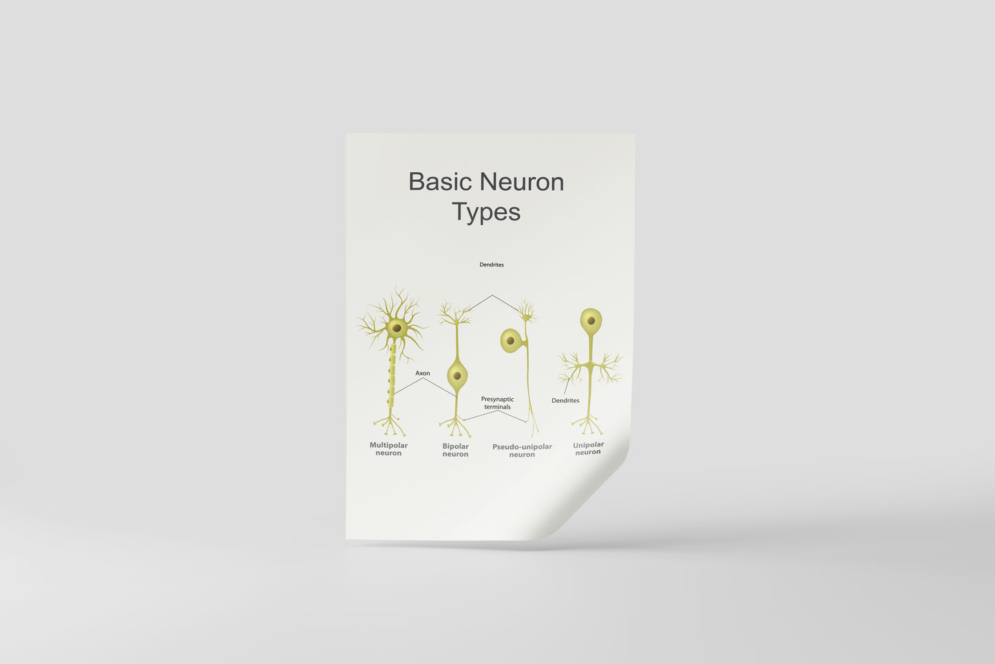 Print School Neuron Types 60x90cm