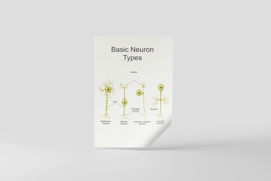 Print School Neuron Types 60x90cm