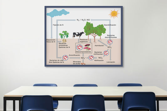 Print School Nitrogen Cycle 60x90cm