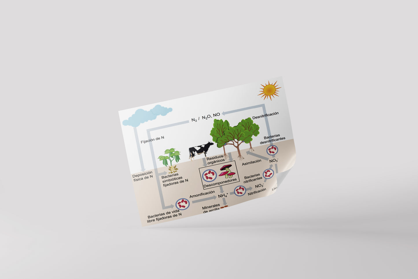 Print School Nitrogen Cycle 60x90cm