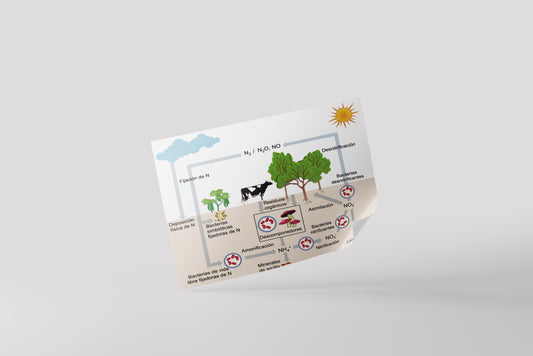 Print School Nitrogen Cycle 60x90cm