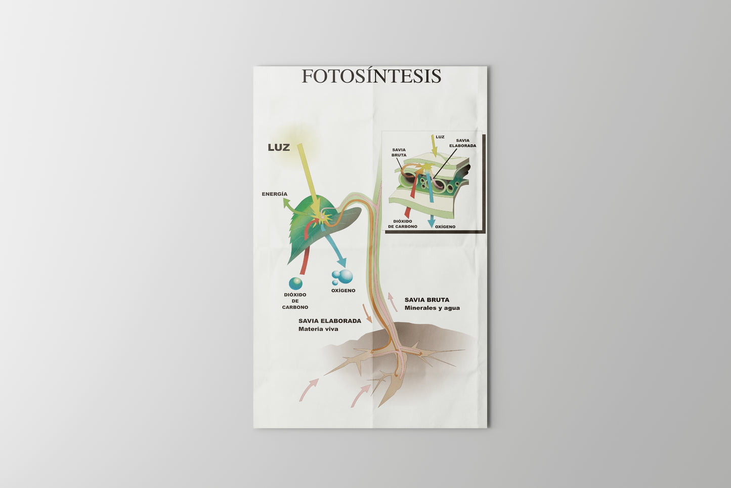 Print School Photosynthesis 60x90cm