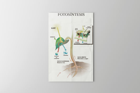 Print School Photosynthesis 60x90cm
