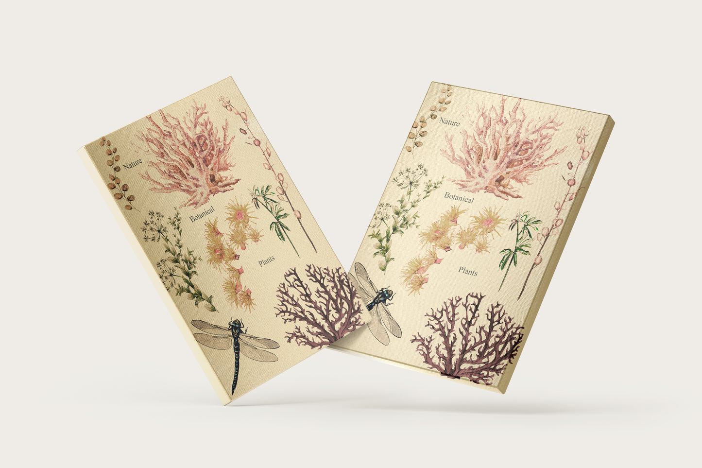 Print Nature Botanical Plants Vintage Illustration 18.8x26.3cm