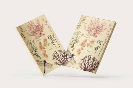 Print Nature Botanical Plants Vintage Illustration 18.8x26.3cm