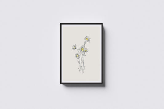 Print Nature Daisies Drawing Vintage Illustration 40x50cm