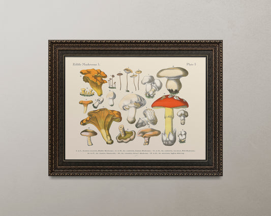 Print Nature Edible Mushroom Species Vintage Illustration 68x52cm