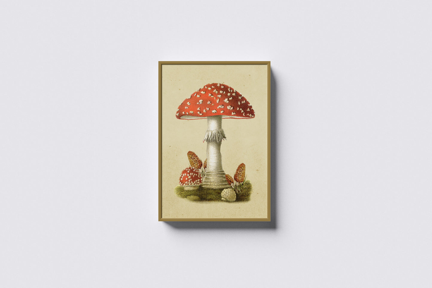 Print Nature Poisonous Mushroom Vintage Illustration 59.4x79.2cm