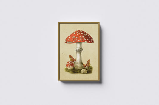 Print Nature Poisonous Mushroom Vintage Illustration 59.4x79.2cm