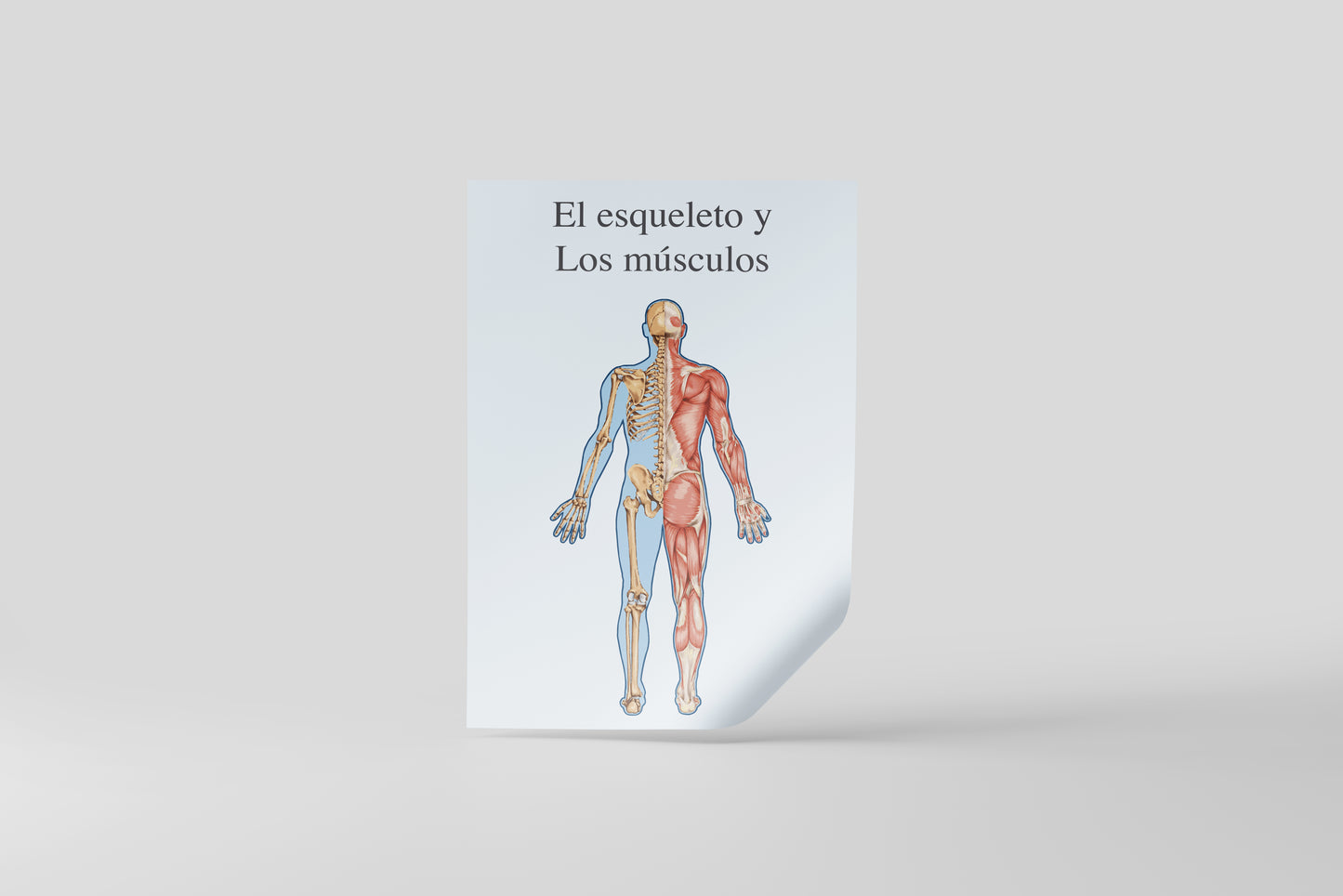 Print School Skeleton & Muscles 60x90cm