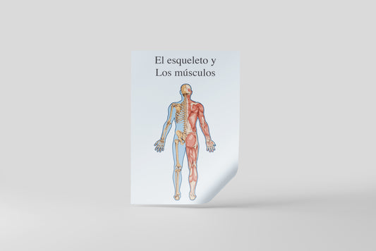 Print School Skeleton & Muscles 60x90cm